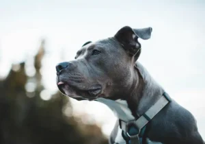 Pit Bull